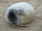SX11303 Cute Grey or atlantic seal pup itching on beach (Halichoerus grypsus).jpg